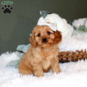 Lexie, Cockalier Puppy