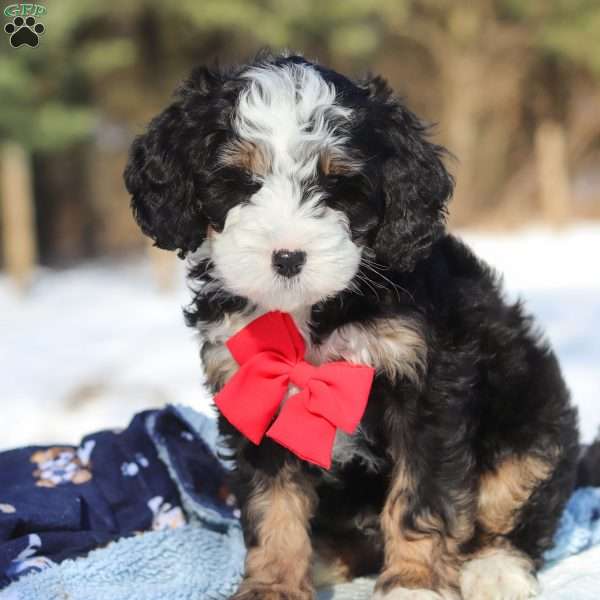 Liam, Mini Bernedoodle Puppy