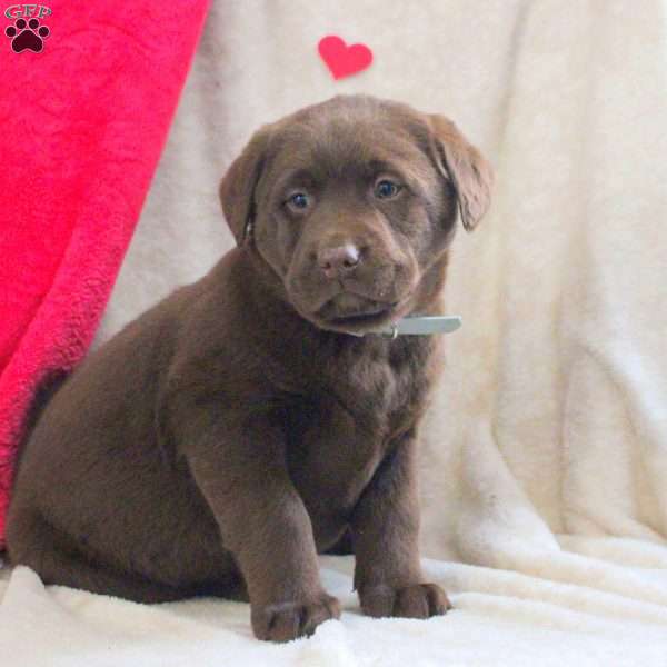 Liam, Chocolate Labrador Retriever Puppy