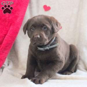 Liam, Chocolate Labrador Retriever Puppy