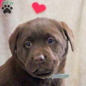 Liam, Chocolate Labrador Retriever Puppy
