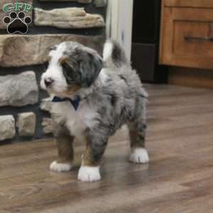 Liam, Mini Bernedoodle Puppy