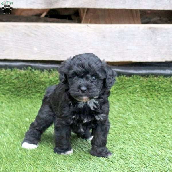 Libby, Mini Schnoodle Puppy