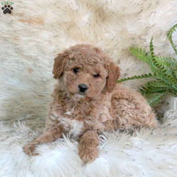 Liberty, Mini Labradoodle Puppy