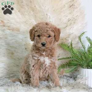 Liberty, Mini Labradoodle Puppy