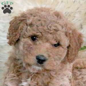 Liberty, Mini Labradoodle Puppy