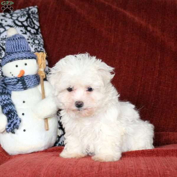 Lila, Maltichon Puppy