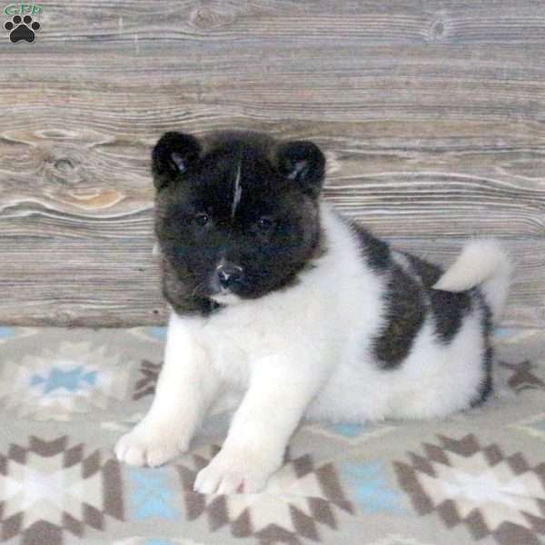 Lila, Akita Puppy
