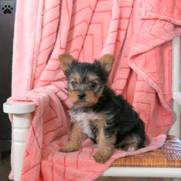 Lilac, Yorkie Puppy