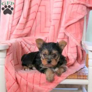 Lilac, Yorkie Puppy