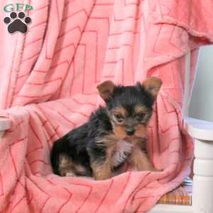 Lilac, Yorkie Puppy