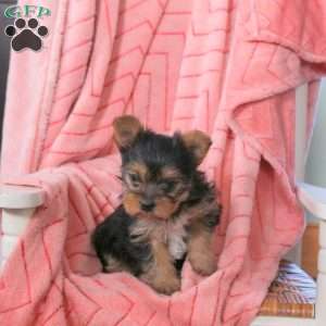 Lilac, Yorkie Puppy