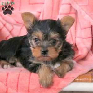 Lilac, Yorkie Puppy