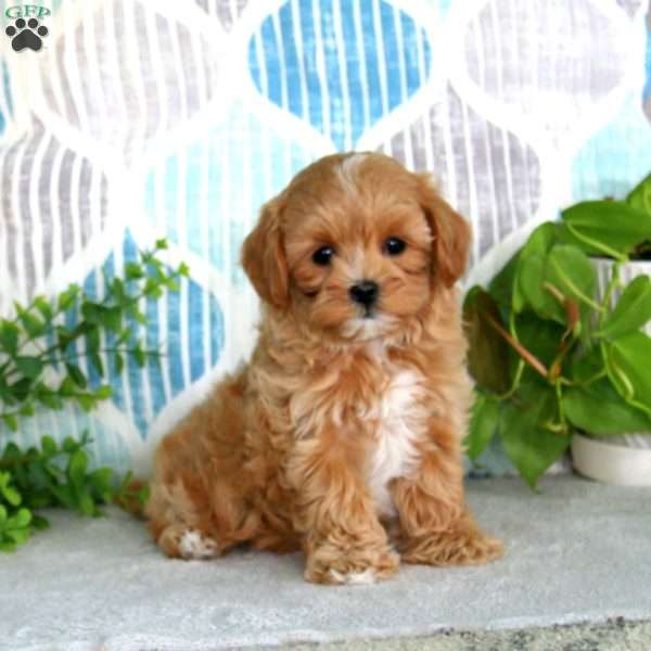 Lilac, Maltipoo Puppy