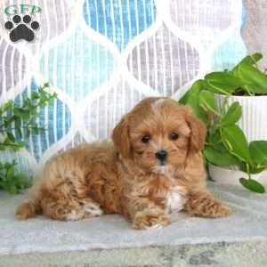Lilac, Maltipoo Puppy