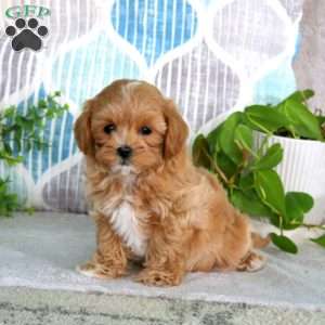 Lilac, Maltipoo Puppy