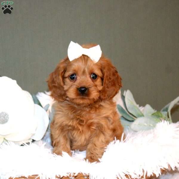 Lilah, Cockalier Puppy