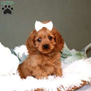 Lilah, Cockalier Puppy