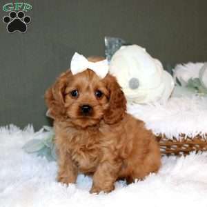 Lilah, Cockalier Puppy