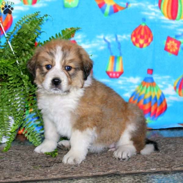 Lilly, Bernese Mountain Dog Mix Puppy