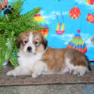 Lilly, Bernese Mountain Dog Mix Puppy