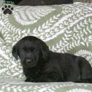 Lily, Golden Labrador Puppy