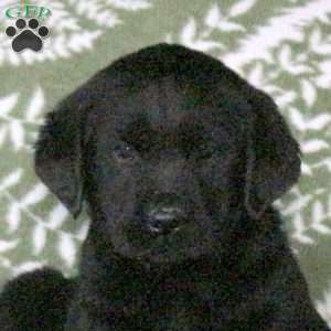 Lily, Golden Labrador Puppy