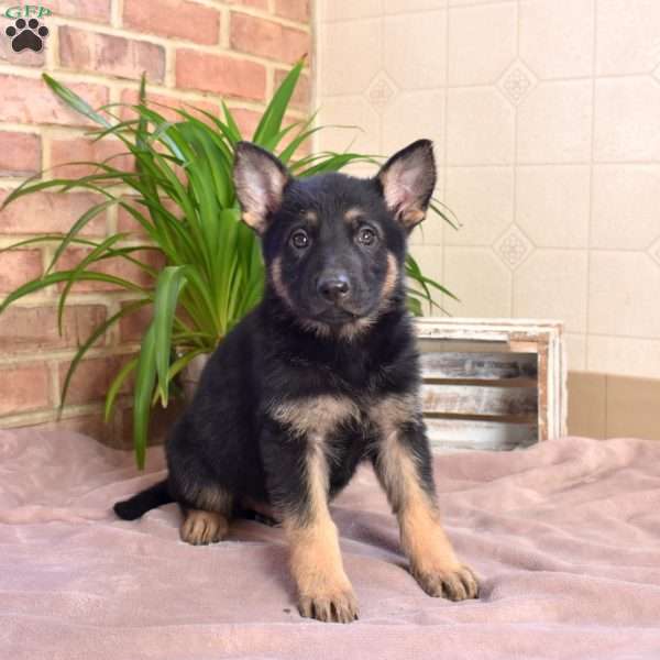 Lincoln, German Shepherd Puppy