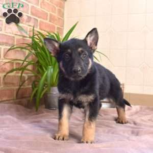 Lincoln, German Shepherd Puppy