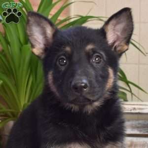 Lincoln, German Shepherd Puppy