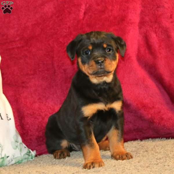 Lindy, Rottweiler Puppy