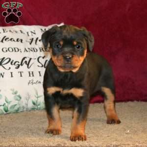 Lindy, Rottweiler Puppy