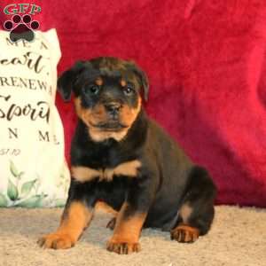 Lindy, Rottweiler Puppy