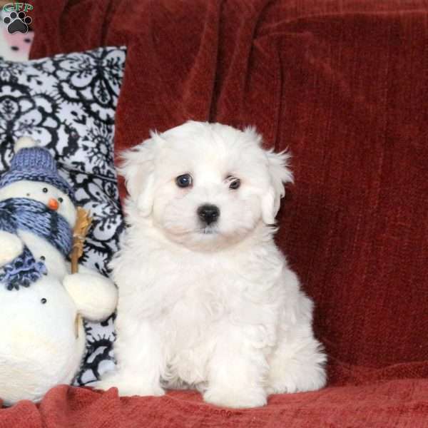 Link, Maltichon Puppy