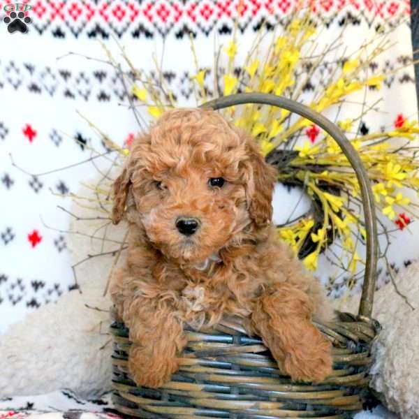 Link, Miniature Poodle Puppy