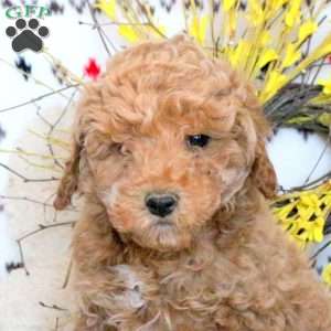 Link, Miniature Poodle Puppy
