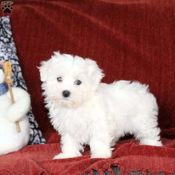 Lisa, Maltichon Puppy