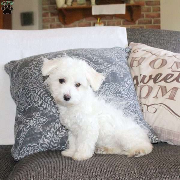 Lisa, Maltichon Puppy