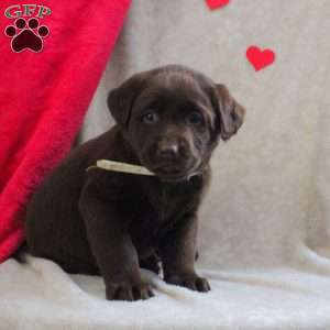 Lisa, Chocolate Labrador Retriever Puppy