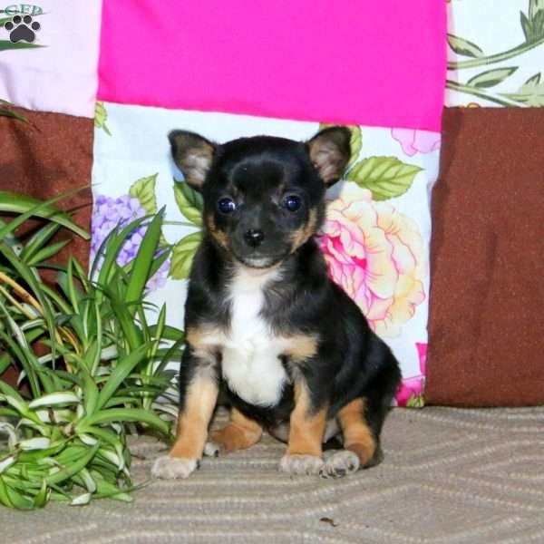 Lisa, Chihuahua Puppy