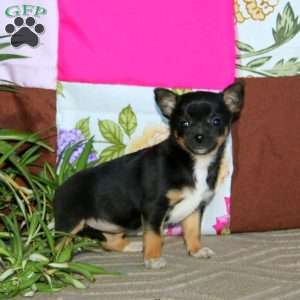 Lisa, Chihuahua Puppy