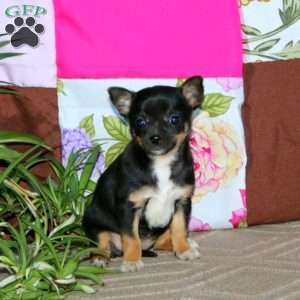 Lisa, Chihuahua Puppy