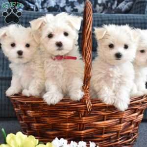 Timmy, Maltese Puppy