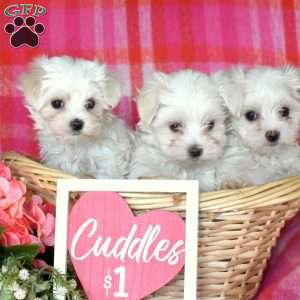 Micah, Maltese Puppy