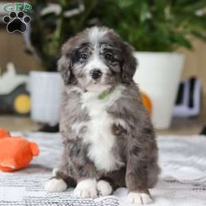 Logan, Bernedoodle Puppy