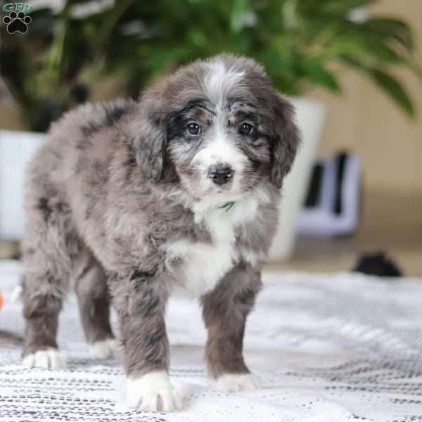 Logan, Bernedoodle Puppy