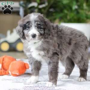 Logan, Bernedoodle Puppy