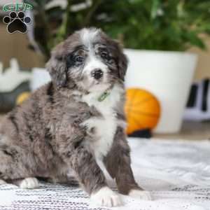 Logan, Bernedoodle Puppy
