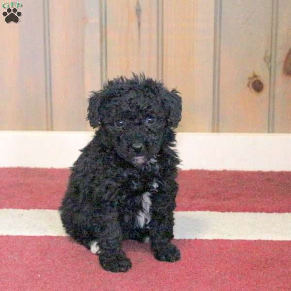 Lottie, Mini Schnoodle Puppy