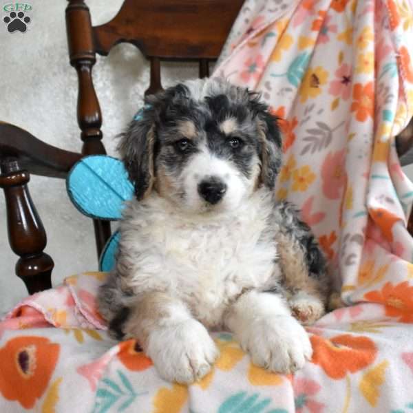 Louie, Bernedoodle Puppy